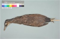 藏品(黑冠麻鷺)的圖片